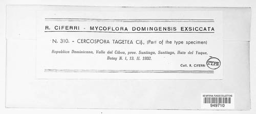 Cercospora tagetea image